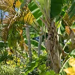 Perle Des Caraibes